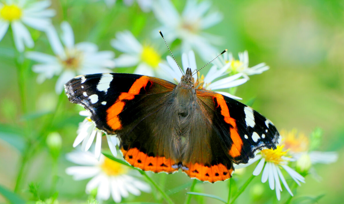 опять про бабочек...450 - Александр Прокудин опять про бабочек...450 - Александр Прокудин