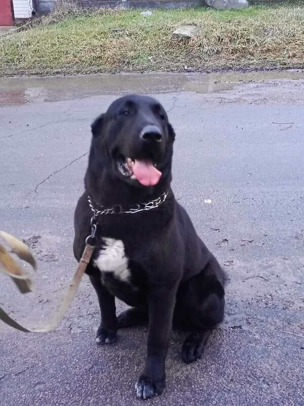 Алабай Рада - Татьяна Пальчикова