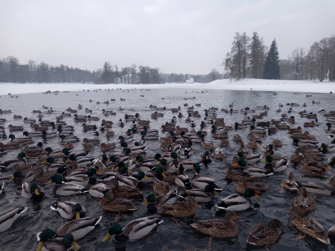 Утки - Сапсан 