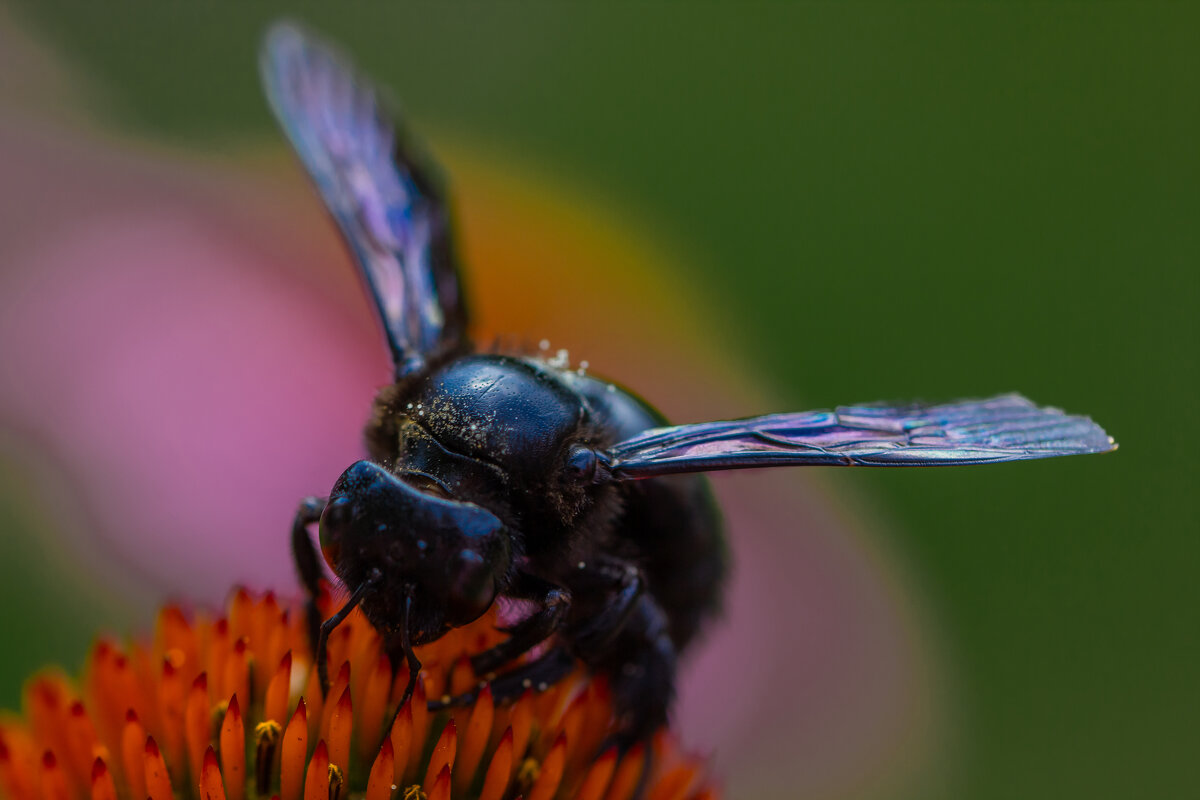 Чёрный шмель - Valziwa 