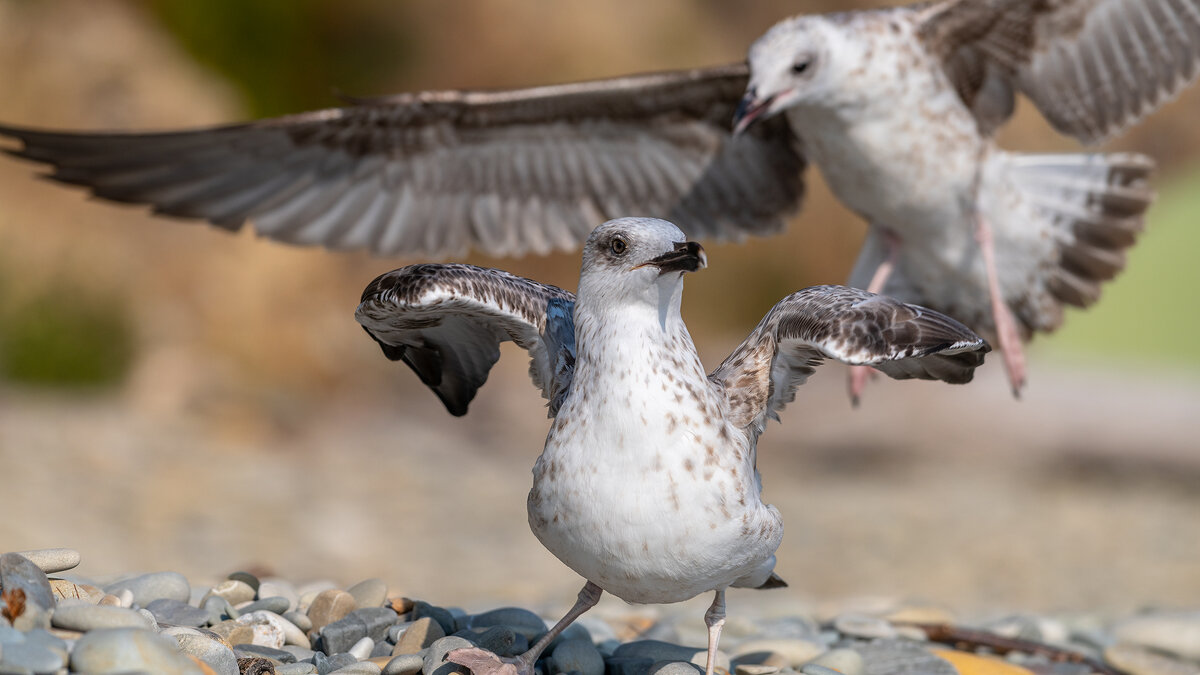 На морском берегу - Владимир Лазарев