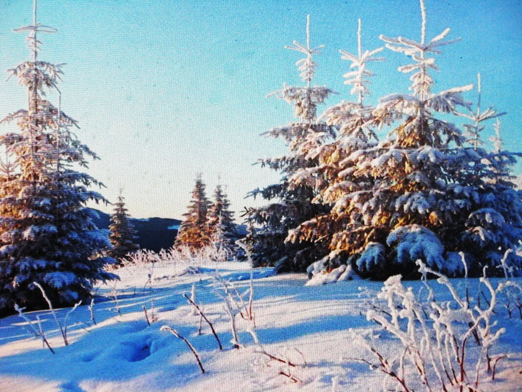 Февральская красота - Людмила Смородинская Февральская красота - Людмила Смородинская
