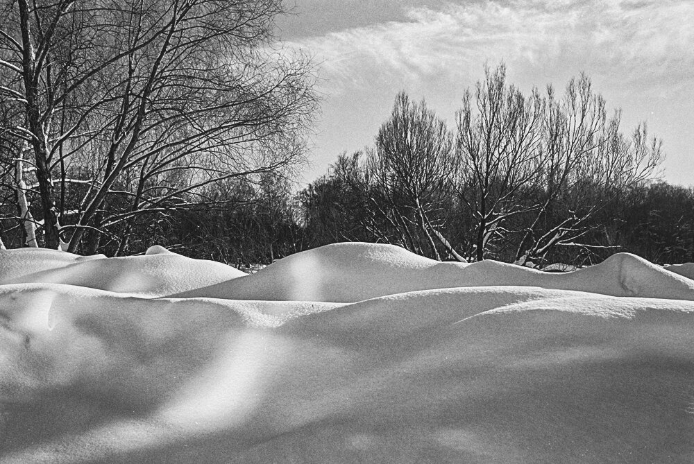 Зима в Ботаническом - Владимир Нефедов