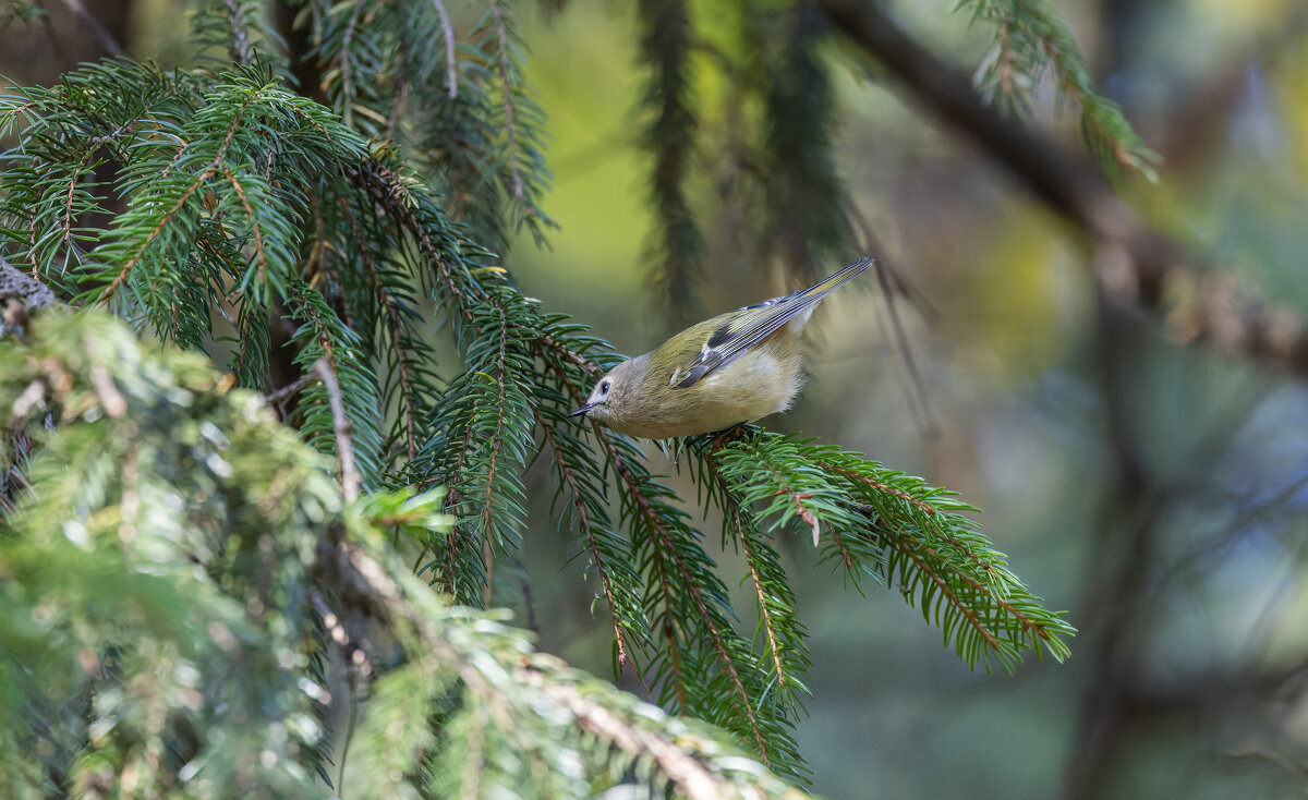 желтоголовый королек. - юрий макаров желтоголовый королек. - юрий макаров