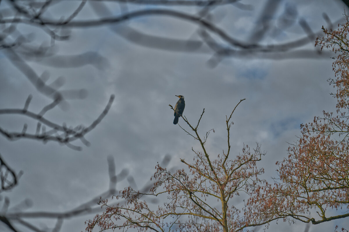 Баклан - Jakob Dick