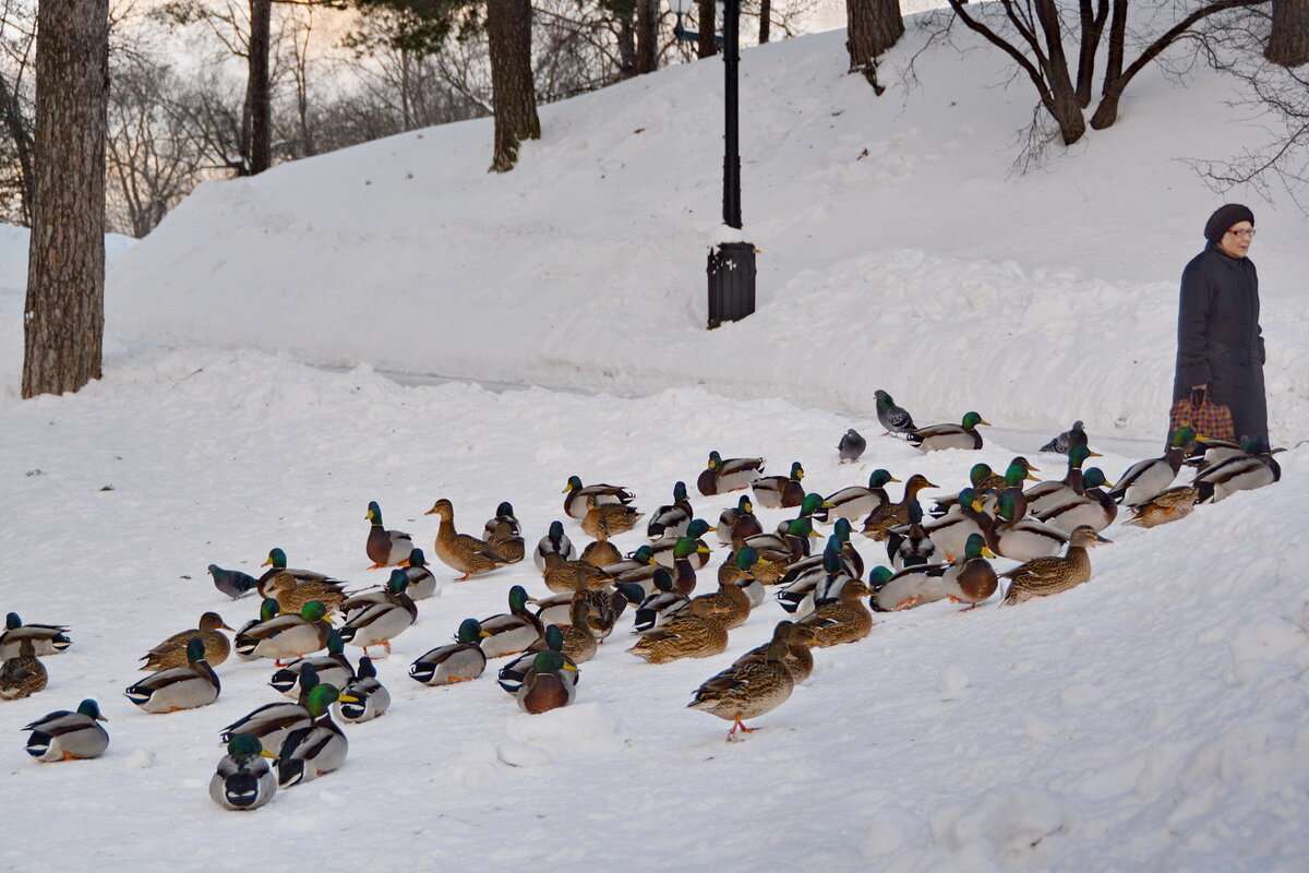 Утиное царство - Анастасия Смирнова