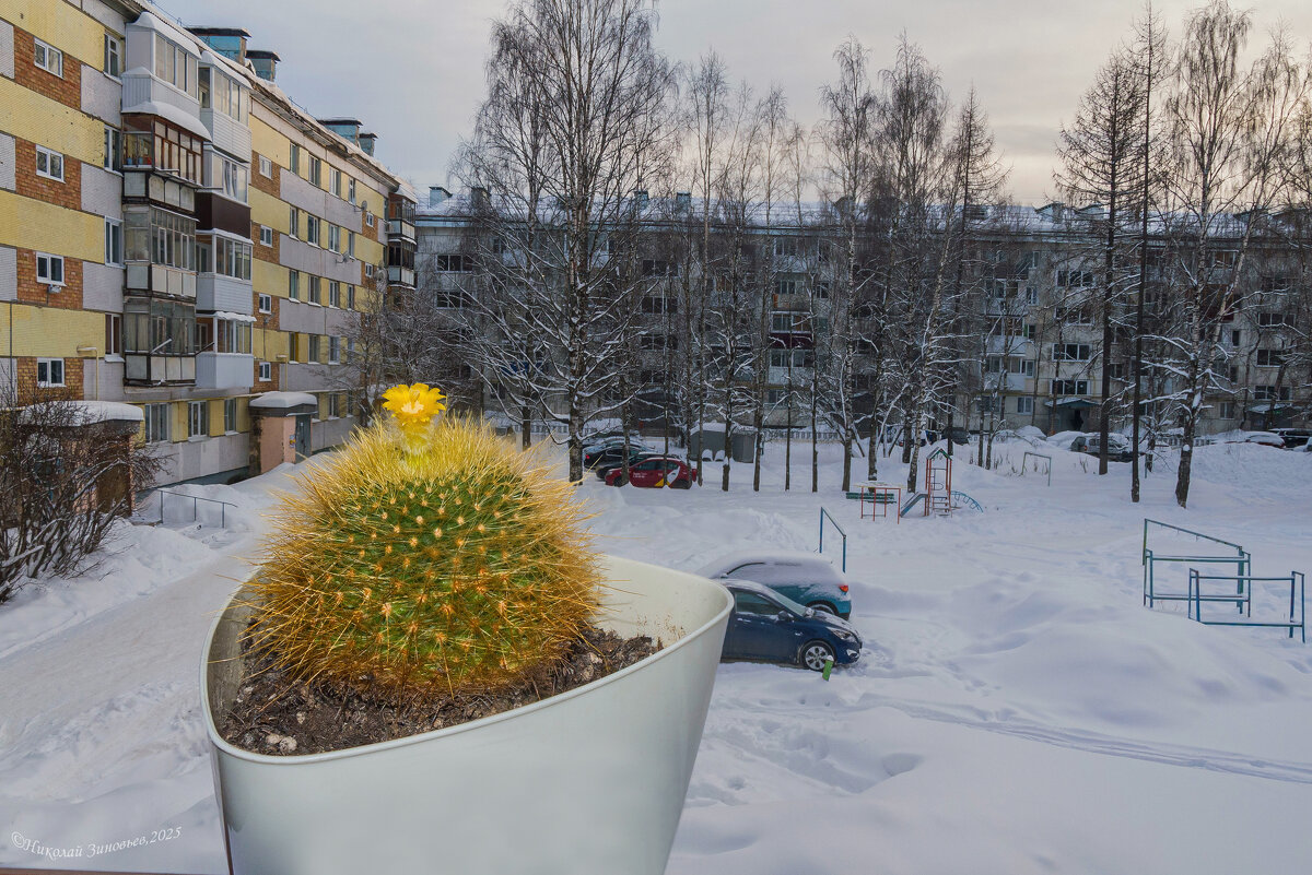Ухта. Когда за окном холодная зима, на подоконнике все равно цветут солнечные кактусы) - Николай Зиновьев
