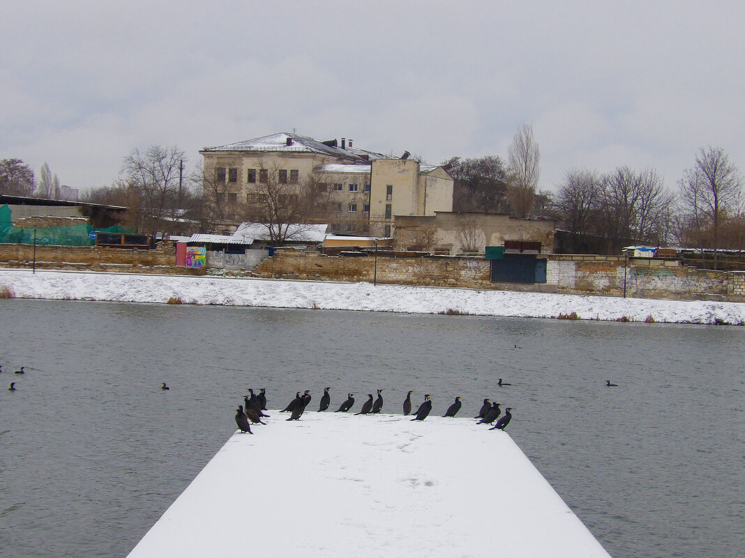 Бакланы отдыхают - Валентин Семчишин