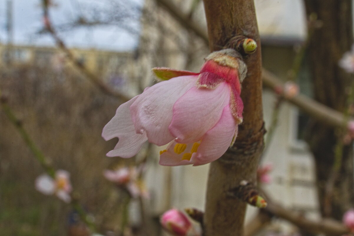 Миндаль - Giant Tao /