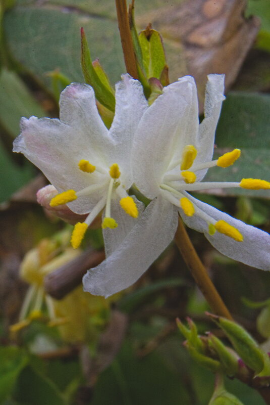 Цветок жимолости - Giant Tao /