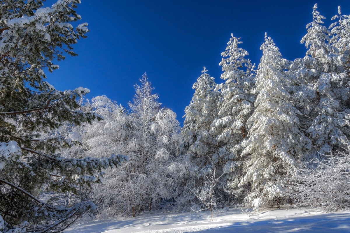 Деревья в белых шубках - Наталья Димова