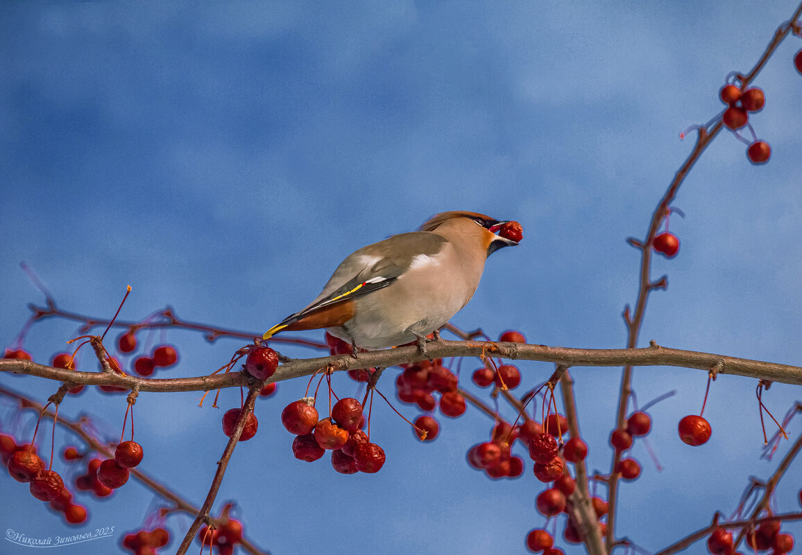 Ухтинский свиристель поедает наши северные мелкоплодные яблочки, да и те не влезают) - Николай Зиновьев Ухтинский свиристель поедает наши северные мелкоплодные яблочки, да и те не влезают) - Николай Зиновьев