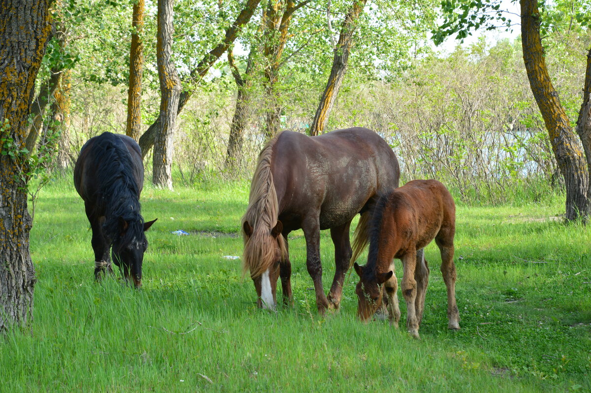 На выпасе. - Виктор 