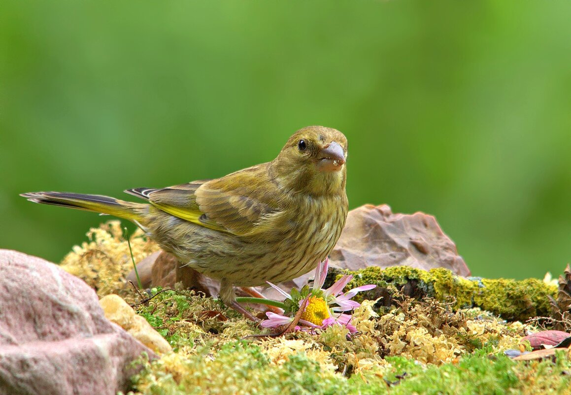 ... - Вячеслав Минаев