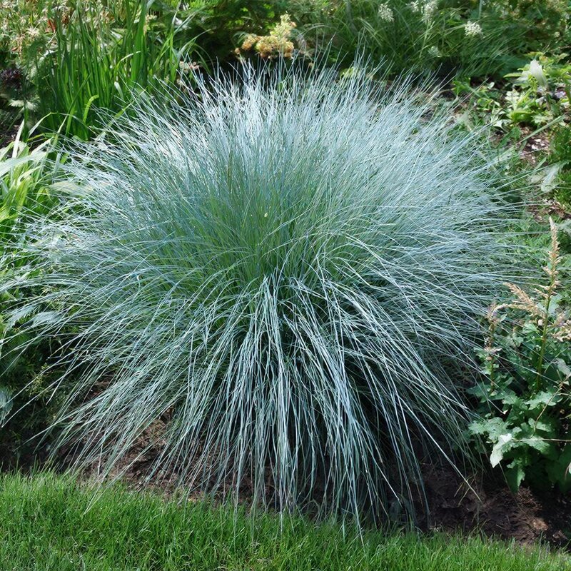 *** - МАРИЯ ПОПОВА