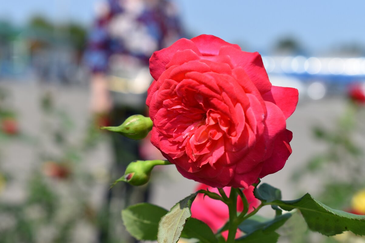 Роза - Дарья Шуклина