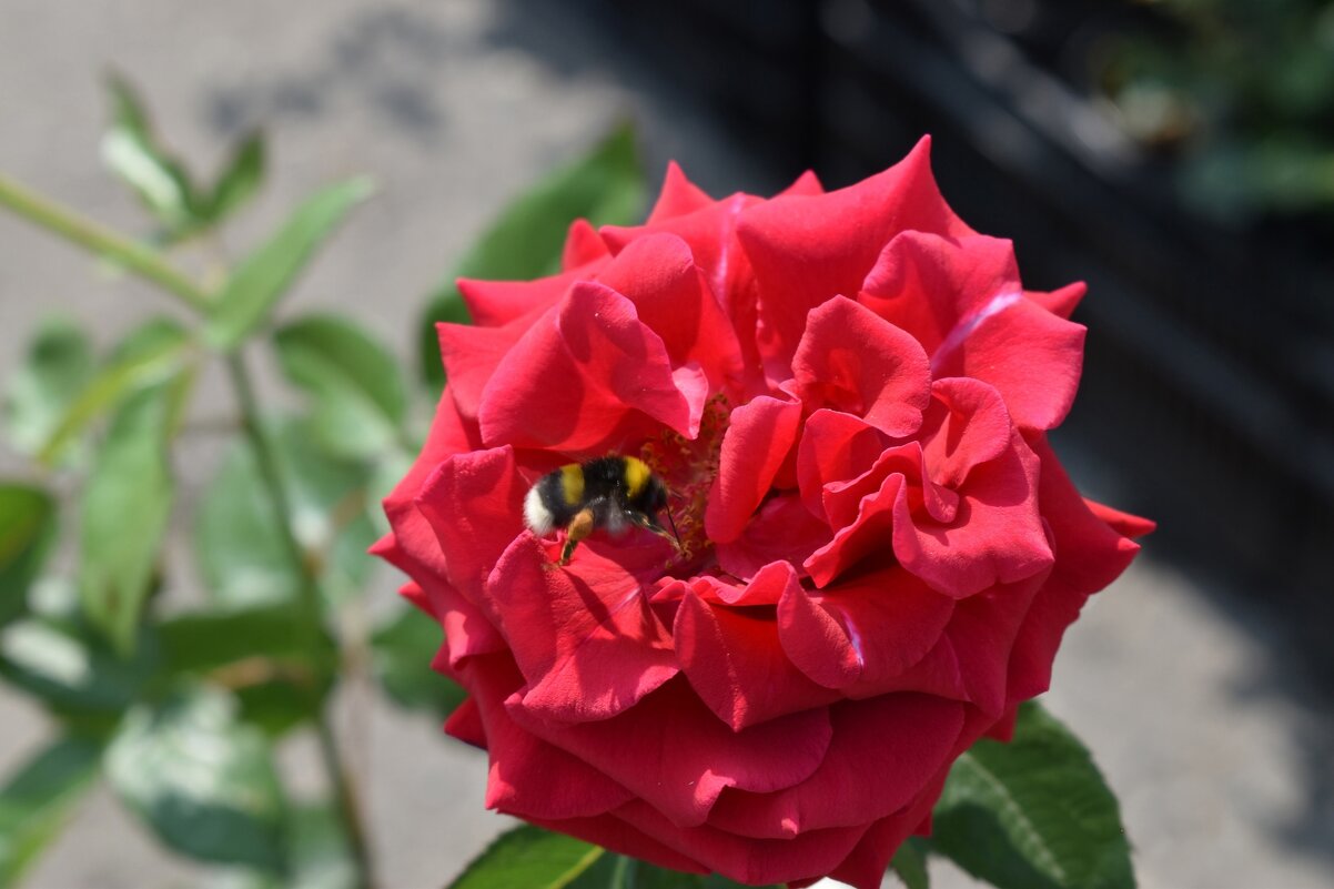 Шмель и Роза - Дарья Шуклина