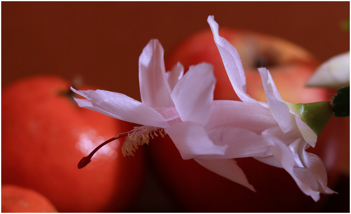 *** - Игорь Kуленко