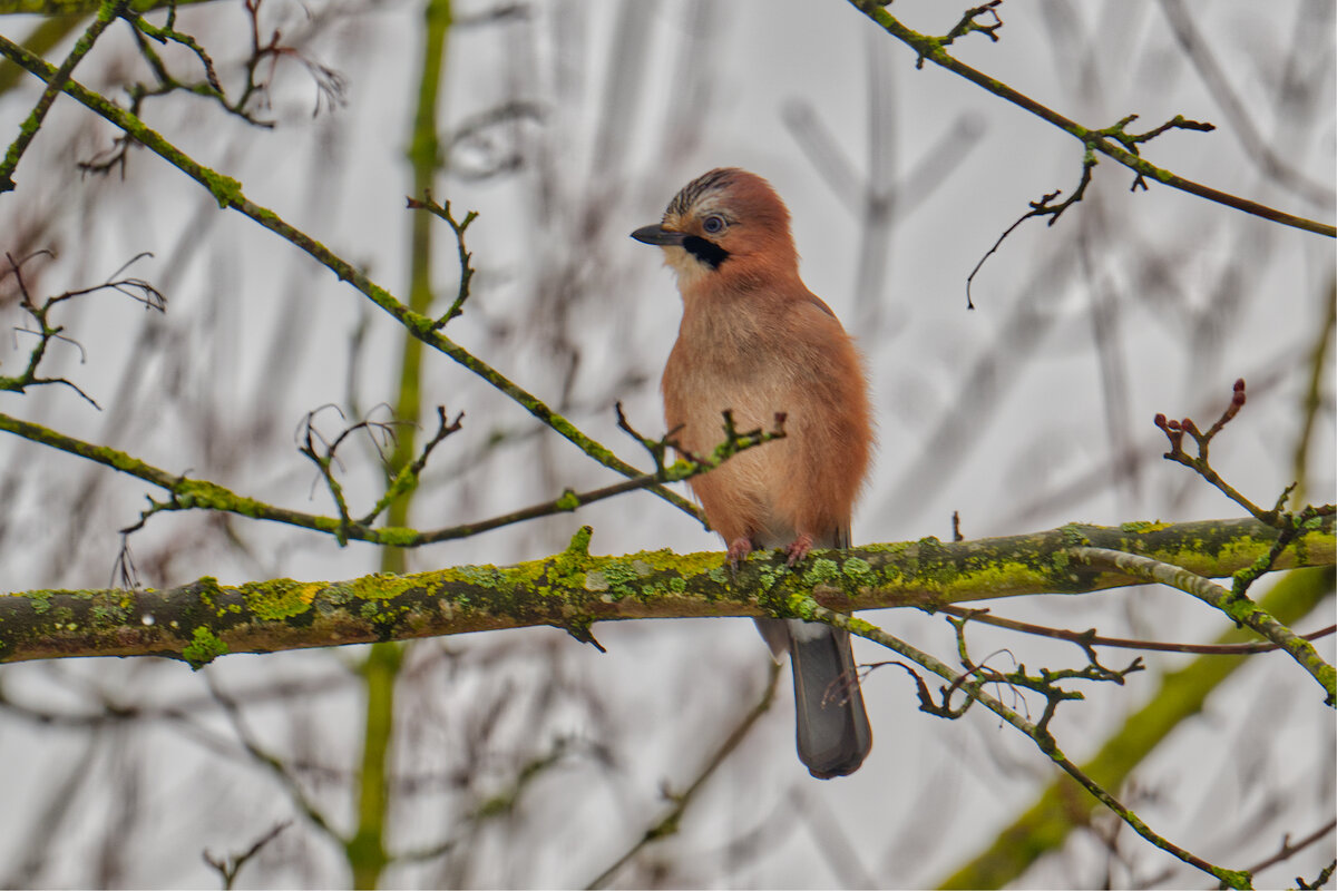 Сойка - Jakob Dick