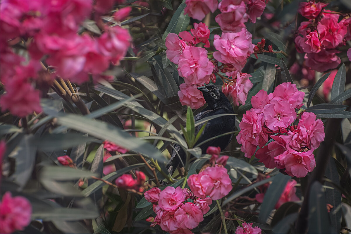 Перуанский ракет-тейл - Svetlana Galvez Перуанский ракет-тейл - Svetlana Galvez