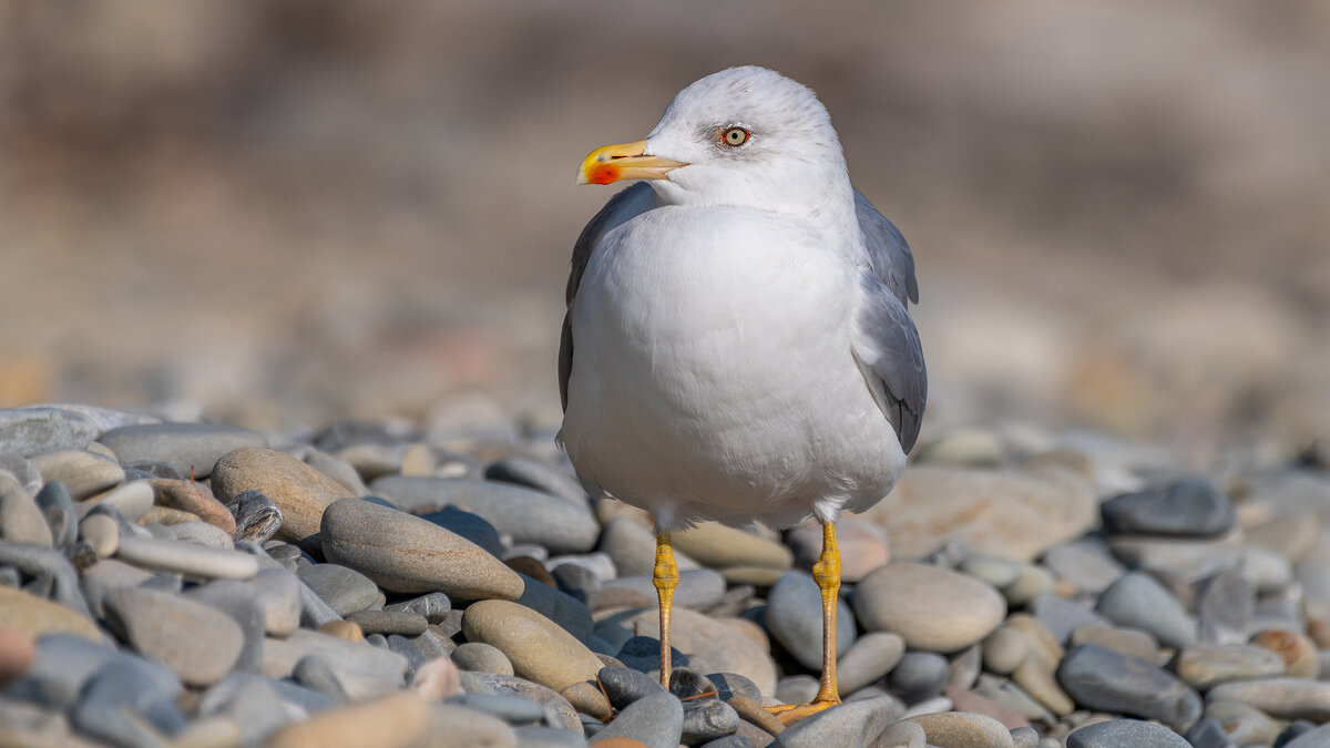На морском берегу - Владимир Лазарев На морском берегу - Владимир Лазарев