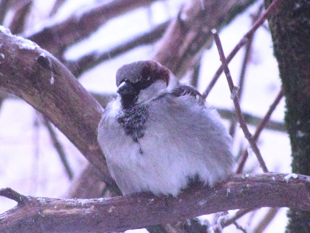Наелся - Людмила Смородинская Наелся - Людмила Смородинская