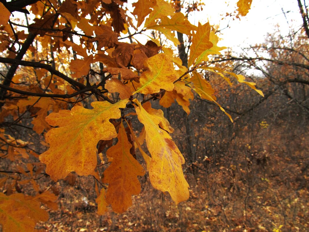 октябрь - Елена Шаламова