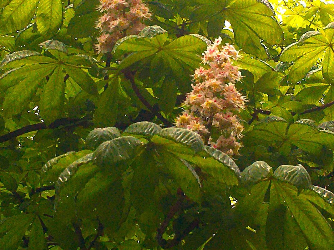 Каштаны зацвели... - Olga Oskolkova