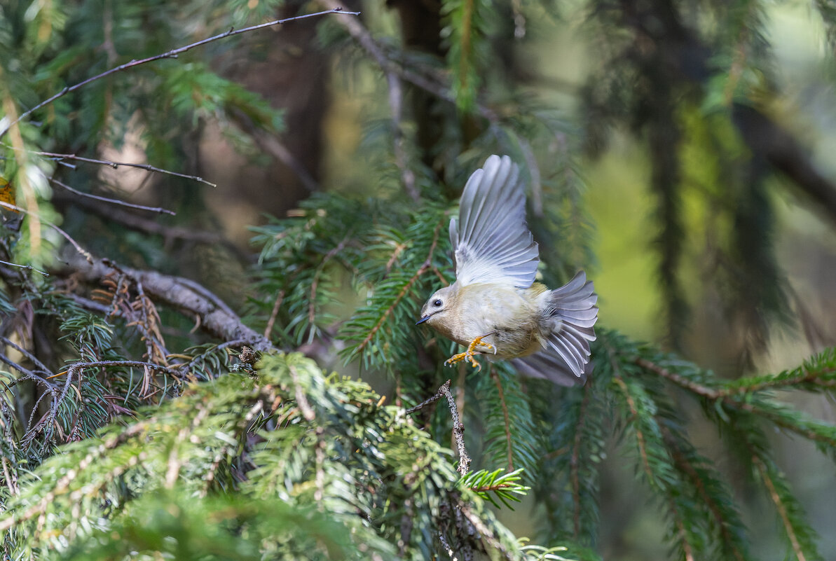 желтоголовый королек. - юрий макаров желтоголовый королек. - юрий макаров