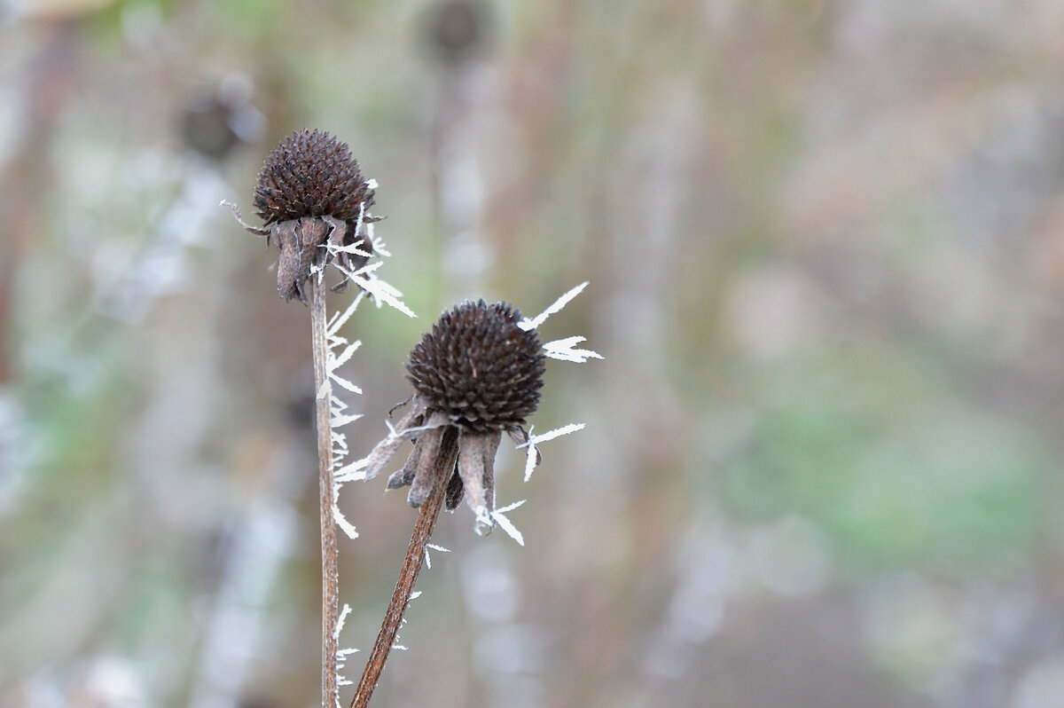 Рудбекия - Надежда Куркина 