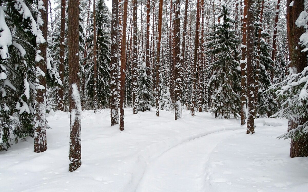 Зимний лес. - Милешкин Владимир Алексеевич Зимний лес. - Милешкин Владимир Алексеевич