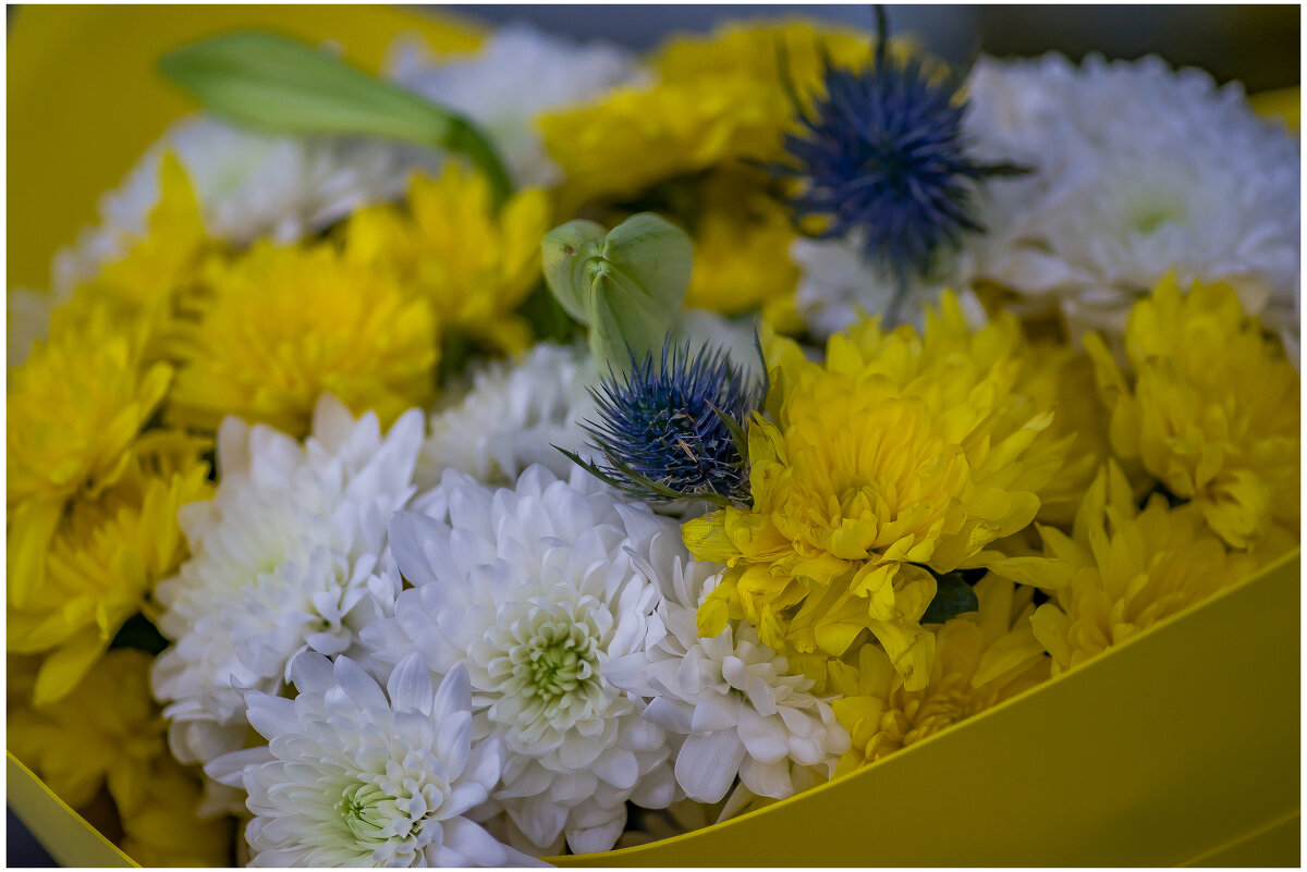 Так хочется Весны но сейчас всего лишь Новый 4723 год по Китайскому календарю) - Sergey (Apg) Так хочется Весны но сейчас всего лишь Новый 4723 год по Китайскому календарю) - Sergey (Apg)