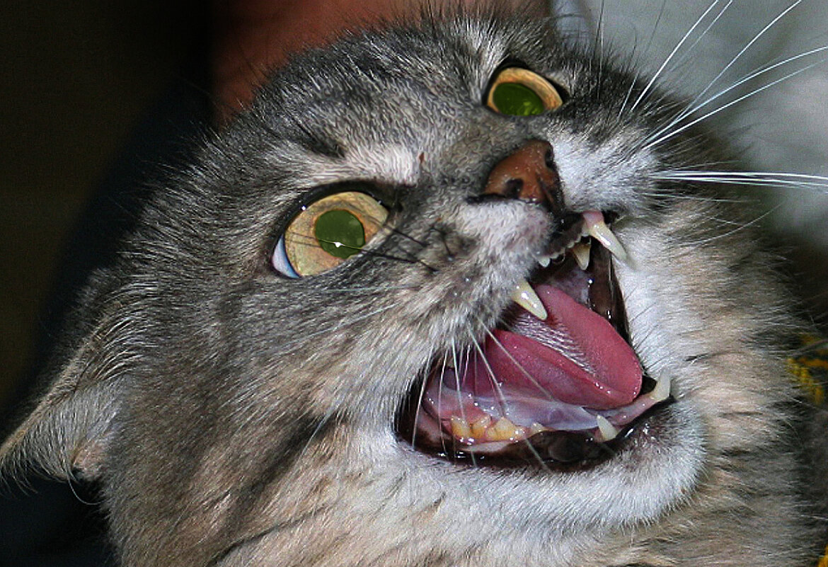 Защитная  реакция - Владимир Гришин