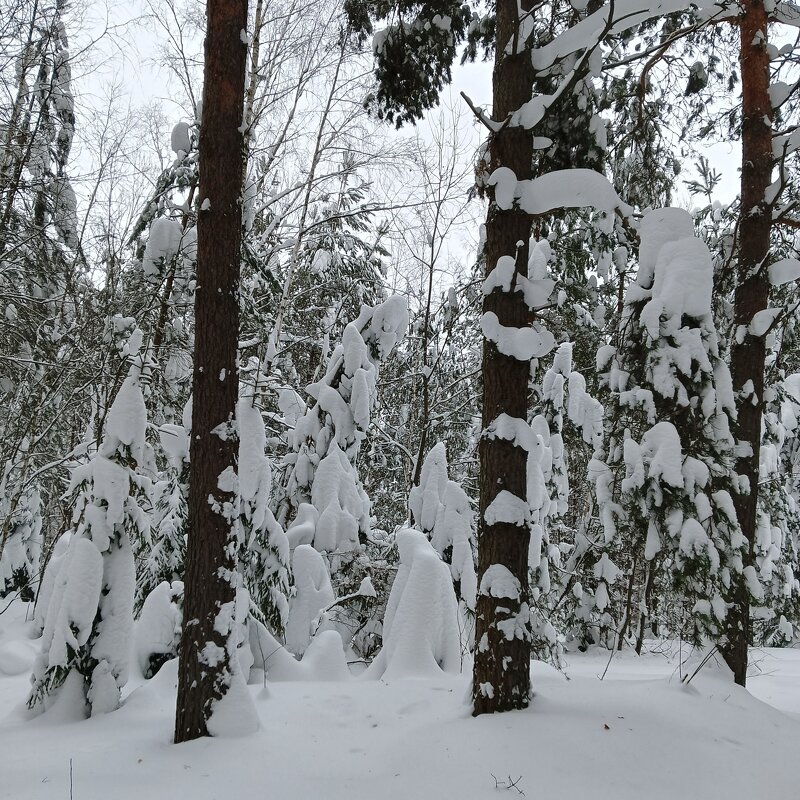 сборище и лесу - Владимир 