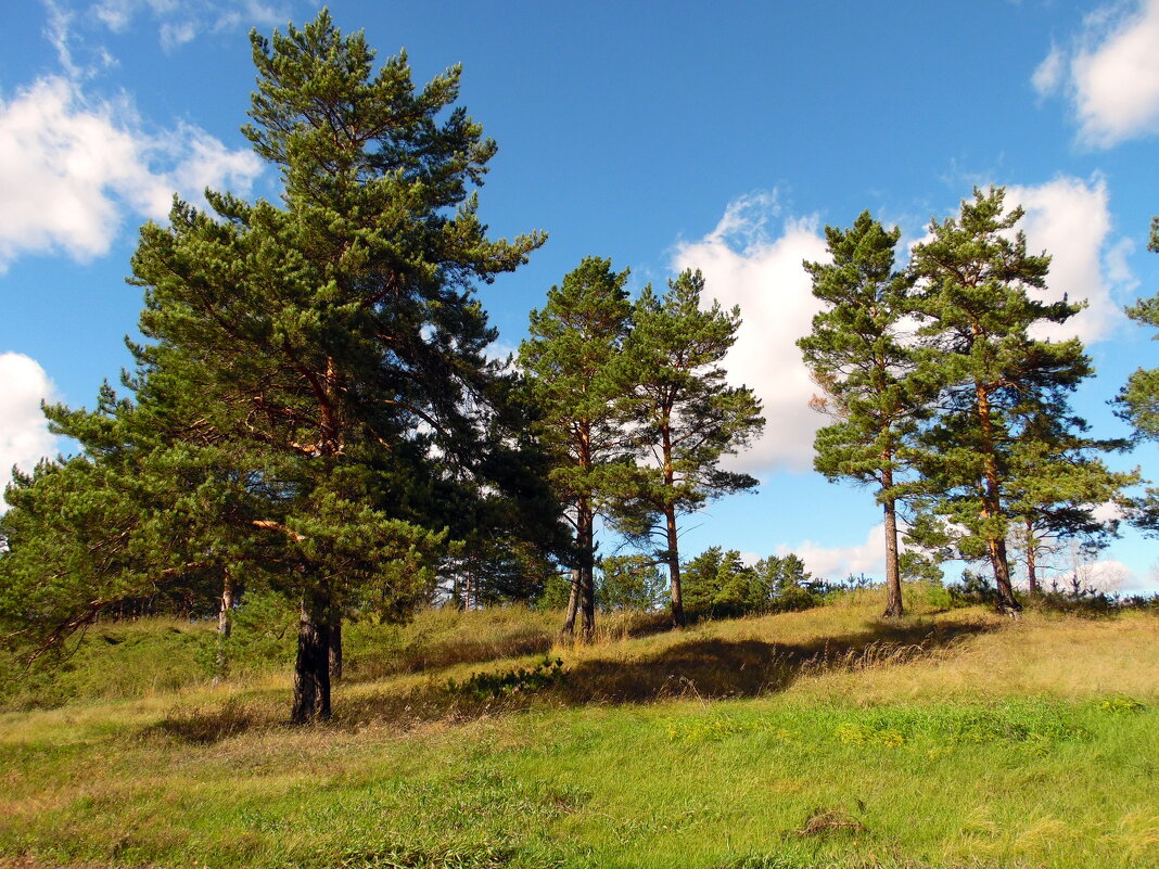 Засмотрелись сосны в небо. - nadyasilyuk Вознюк Засмотрелись сосны в небо. - nadyasilyuk Вознюк
