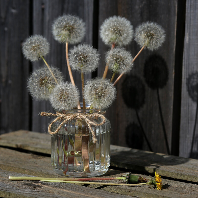 Одуванчики - Владимир Гришин Одуванчики - Владимир Гришин