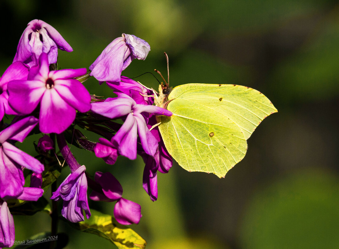 Бабочка-лимонница на душистом флоксе. - Николай Зиновьев Бабочка-лимонница на душистом флоксе. - Николай Зиновьев