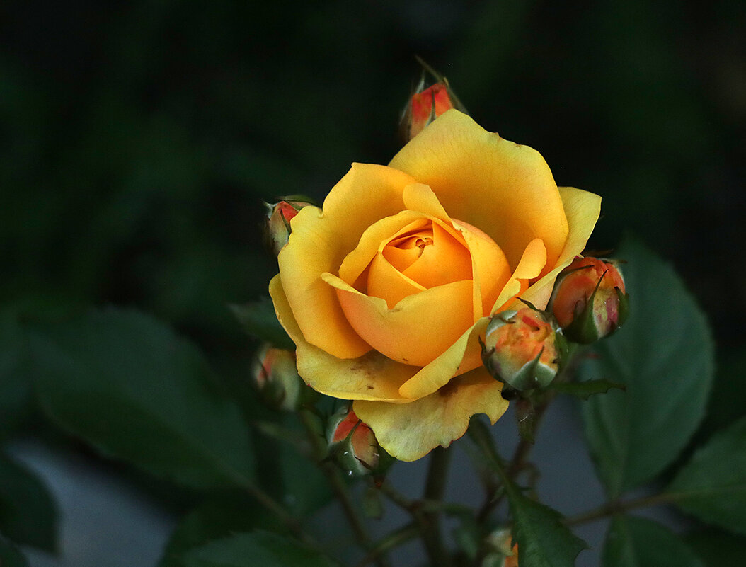 Воспоминания о лете - Светлана Воспоминания о лете - Светлана