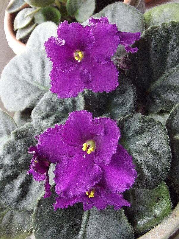 Фиалка - Freddy 97 Фиалка - Freddy 97