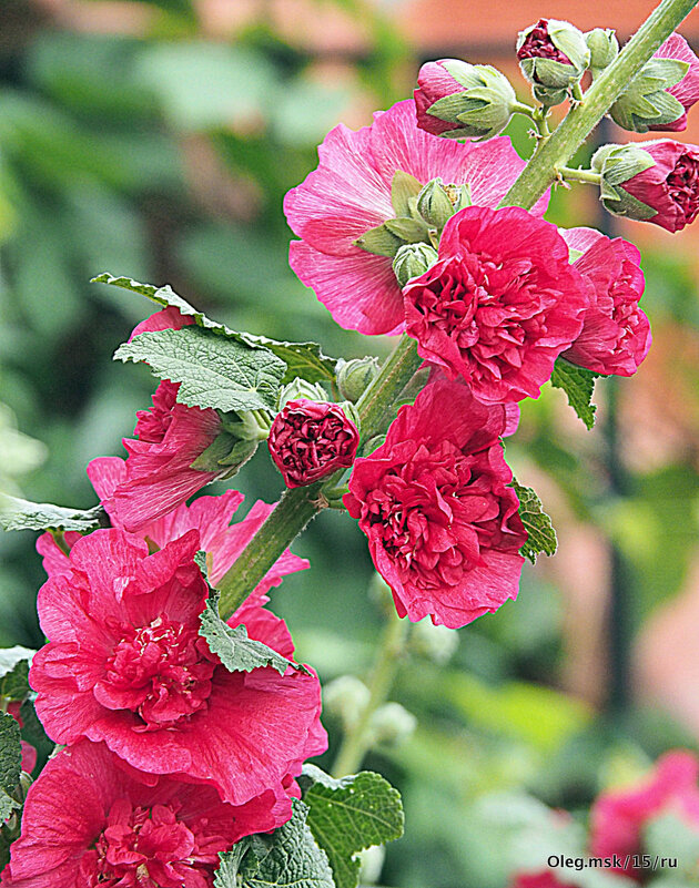 они на радость нам даны - Олег Лукьянов они на радость нам даны - Олег Лукьянов