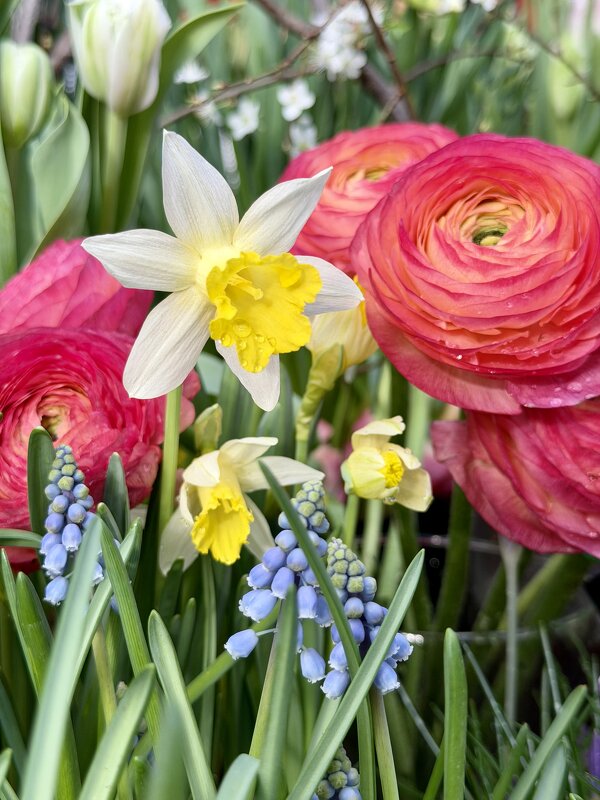 И снова «Репетиция весны» в Аптекарском! - Pippa И снова «Репетиция весны» в Аптекарском! - Pippa