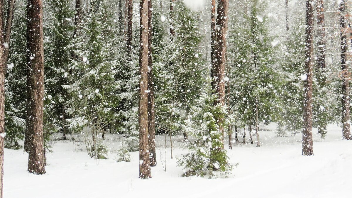 Снегопад! - Ирина Олехнович Снегопад! - Ирина Олехнович