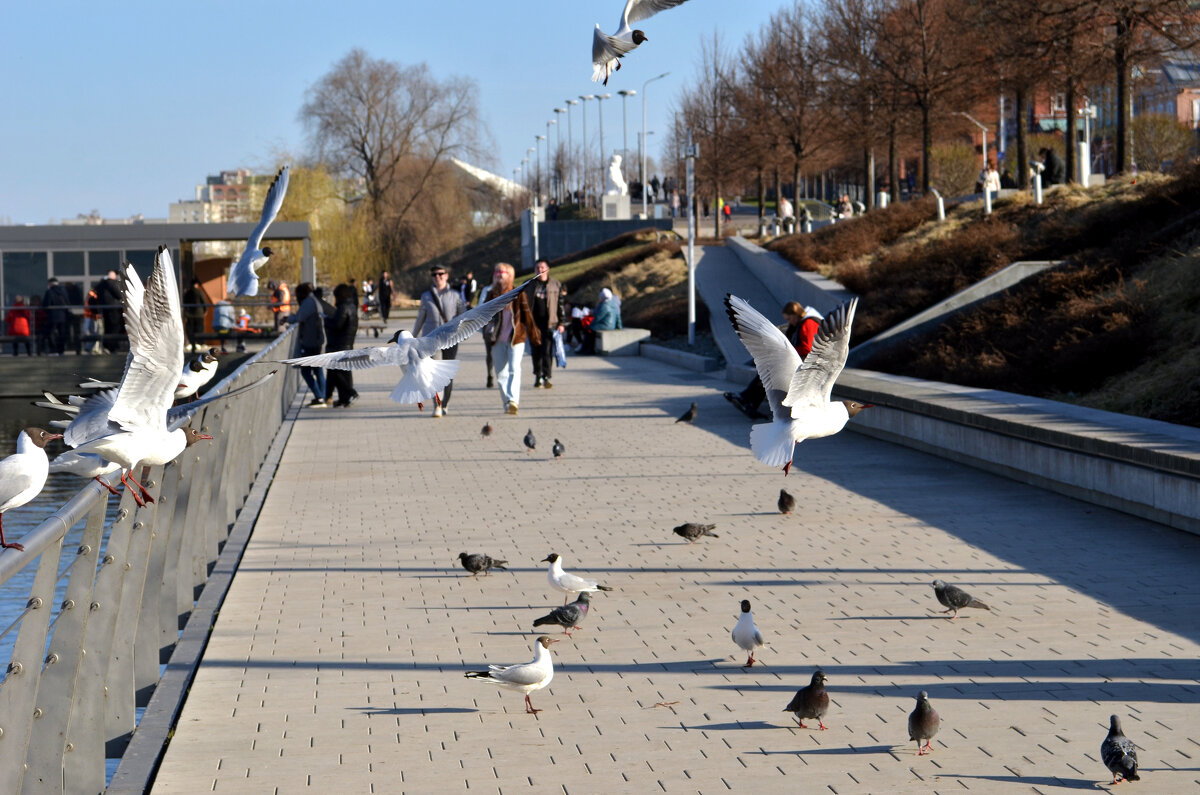 Озерная чайка - Дмитрий Шароватов