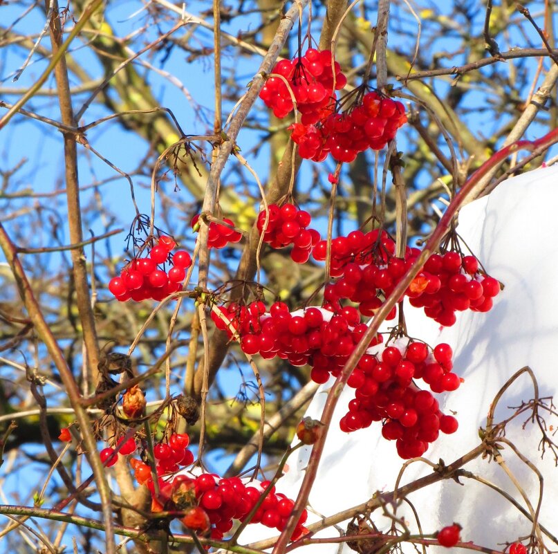 Грозди зимней калины - Андрей Снегерёв