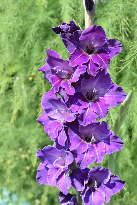 Гладиолус - Дарья Шуклина