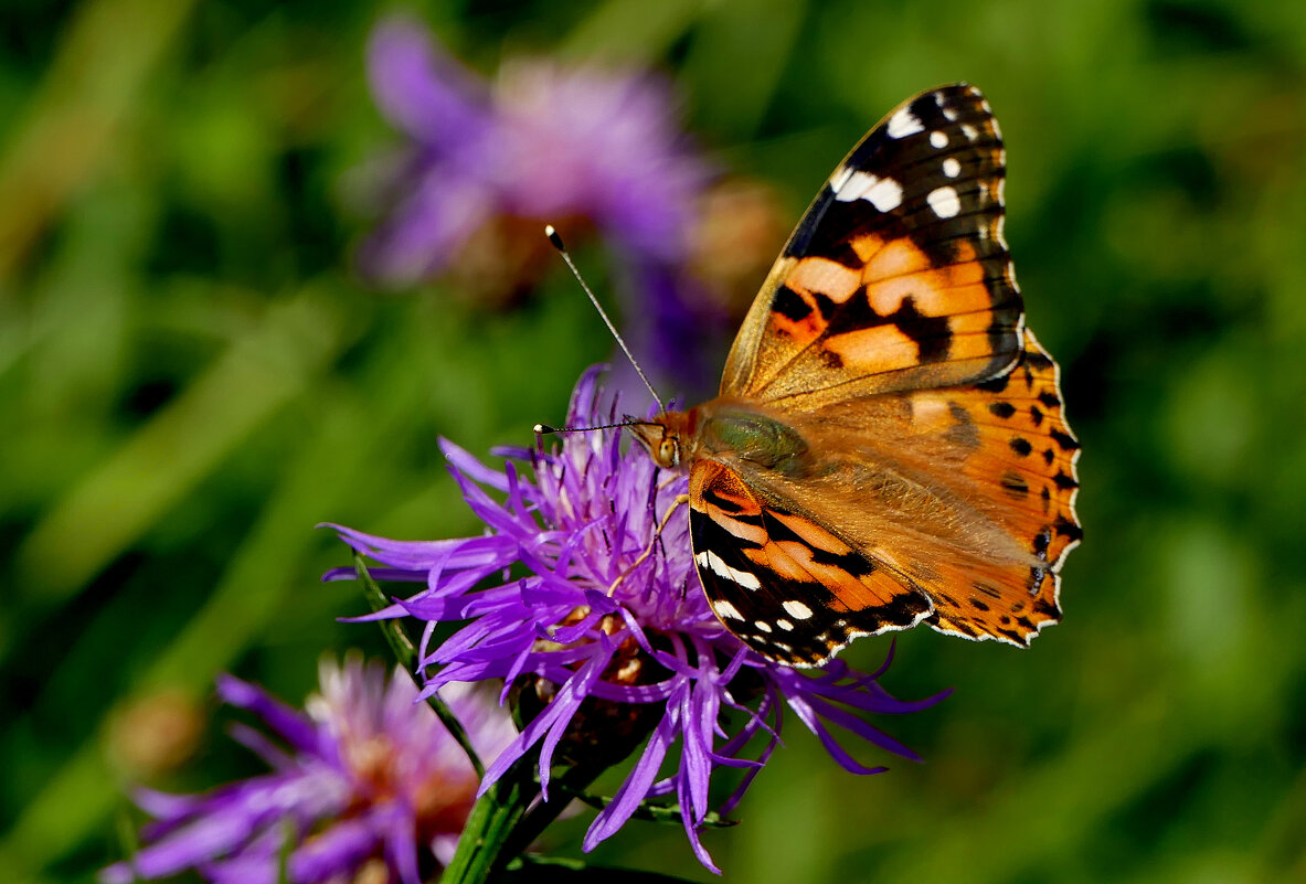 опять про бабочек...460 - Александр Прокудин