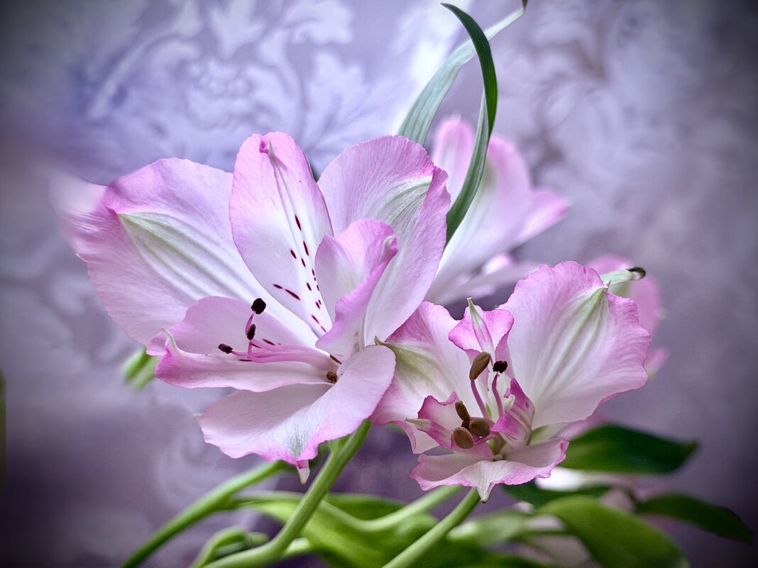 Меняя оттенки… - Любовь 