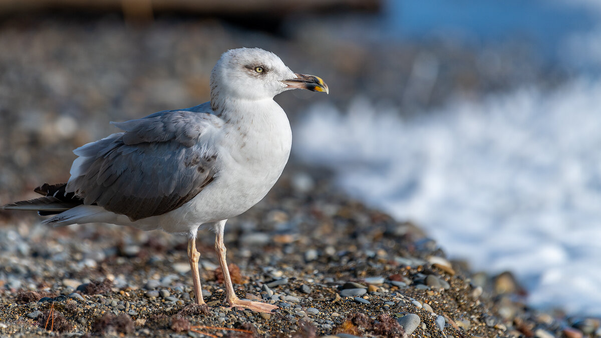 На морском берегу - Владимир Лазарев