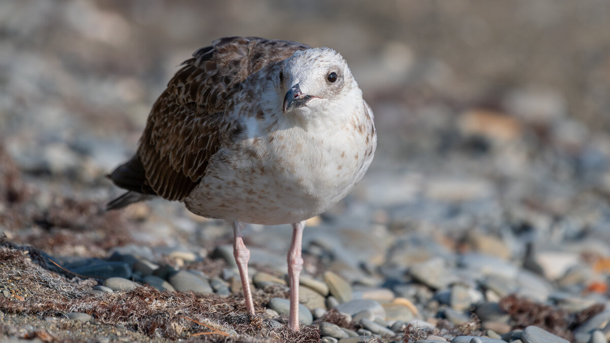 На морском берегу - Владимир Лазарев