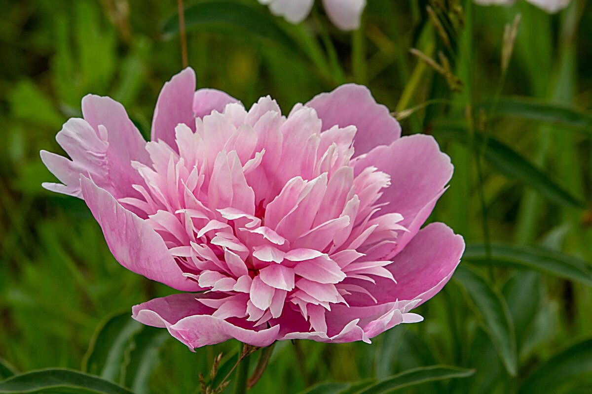 Пион молочноцветковый Pink или Эдулис Суперба - Владимир Кириченко Пион молочноцветковый Pink или Эдулис Суперба - Владимир Кириченко